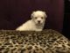 Maltese Puppies for sale in Honolulu, HI, USA. price: $3,800