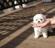 Maltese Puppies for sale in Dallas, TX, USA. price: $600