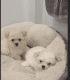 Maltese Puppies for sale in San Jose, CA, USA. price: NA