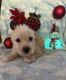 Maltese Puppies for sale in Phoenix, AZ 85035, USA. price: $500