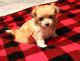 Maltese Puppies for sale in Southeast Kansas, KS, USA. price: $1,100