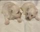 Maltese Puppies for sale in Rowlett, TX 75089, USA. price: NA