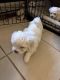 Maltese Puppies for sale in Colts Neck, NJ, USA. price: $1,500