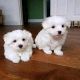 Maltese Puppies for sale in Los Angeles, CA 90011, USA. price: NA