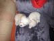 Maltese Puppies for sale in Bridgeport, CT, USA. price: NA