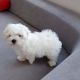 Maltese Puppies for sale in Carmel-By-The-Sea, CA 93921, USA. price: NA