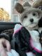 Maltese Puppies for sale in Astoria, Queens, NY, USA. price: NA