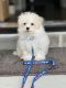 Maltese Puppies for sale in Apex, NC, USA. price: NA