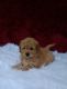 Maltese Puppies for sale in Satsuma, FL 32189, USA. price: NA