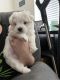 Maltese Puppies for sale in Pleasantville, NJ, USA. price: $1,000