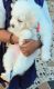Maltese Puppies for sale in Guntur, Andhra Pradesh, India. price: 8000 INR