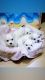 Maltese Puppies for sale in Gilbert, AZ, USA. price: $950