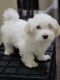 Maltese Puppies for sale in Newark, NJ, USA. price: $1,500