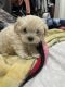 Maltese Puppies for sale in Los Angeles, CA, USA. price: $1,200