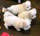 Maltese Puppies for sale in Los Angeles, CA 90001, USA. price: NA