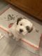 Maltese Puppies for sale in St. Augustine, FL 32092, USA. price: NA