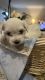 Maltese Puppies for sale in Trenton, NJ 08648, USA. price: $1,700