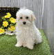 Maltese Puppies for sale in Los Angeles, CA, USA. price: $1,200
