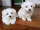 Maltese Puppies for sale in Los Angeles, CA, USA. price: $400