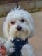 Maltese Puppies for sale in Dallas, TX, USA. price: $3,500