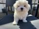 Maltese Puppies for sale in Parsons, KS, USA. price: $600