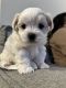 Maltese Puppies for sale in Cherry Hill, NJ, USA. price: $900
