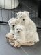 Maltese Puppies for sale in Piscataway, NJ 08854, USA. price: NA