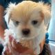 Maltese Puppies for sale in Los Angeles, CA 90022, USA. price: $800