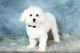 Maltese Puppies for sale in Utah County, UT, USA. price: $400