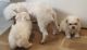 Maltese Puppies for sale in Dallas, TX, USA. price: $800