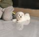 Maltese Puppies for sale in Nashville, TN, USA. price: $800