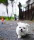 Maltese Puppies for sale in Nashville, TN 37211, USA. price: $650