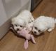 Maltese Puppies for sale in Los Angeles, CA, USA. price: $800
