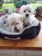 Maltese Puppies for sale in Dallas, TX, USA. price: $400