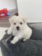 Maltese Puppies for sale in Dallas, TX, USA. price: $400