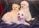 Maltese Puppies for sale in Chattanooga, TN, USA. price: $300