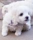Maltese Puppies for sale in Dallas, TX 75270, USA. price: $600