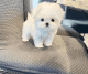 Maltese Puppies for sale in Phoenix, AZ, USA. price: $400