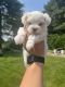 Maltese Puppies for sale in South Bend, IN, USA. price: $1,300