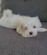 Maltese Puppies for sale in Michigan City, IN, USA. price: $700