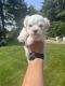 Maltese Puppies for sale in South Bend, IN, USA. price: $1,000