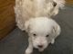 Maltese Puppies for sale in Loretto, TN 38469, USA. price: $1,200