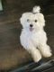 Maltese Puppies for sale in Apple Valley, UT 84737, USA. price: $3,500