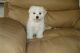 Maltese Puppies for sale in Los Angeles, CA, USA. price: $300