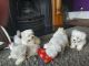Maltese Puppies for sale in 8 Hornbeam Dr, Moorestown, NJ 08057, USA. price: $400