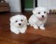 Maltese Puppies for sale in Los Angeles, CA, USA. price: $505