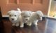 Maltese Puppies for sale in Los Angeles, CA, USA. price: $500