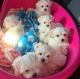 Maltese Puppies for sale in Trenton, NJ, USA. price: $550