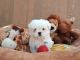 Maltese Puppies for sale in Mumbai, Maharashtra, India. price: 65,000 INR
