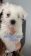 Maltese Puppies for sale in Indianapolis, IN, USA. price: $900